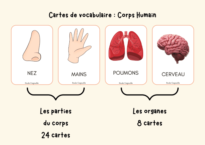 Cartes du Corps humain