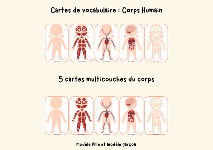 Cartes du Corps humain