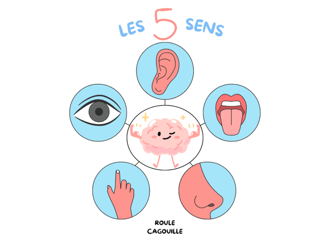 Les 5 sens