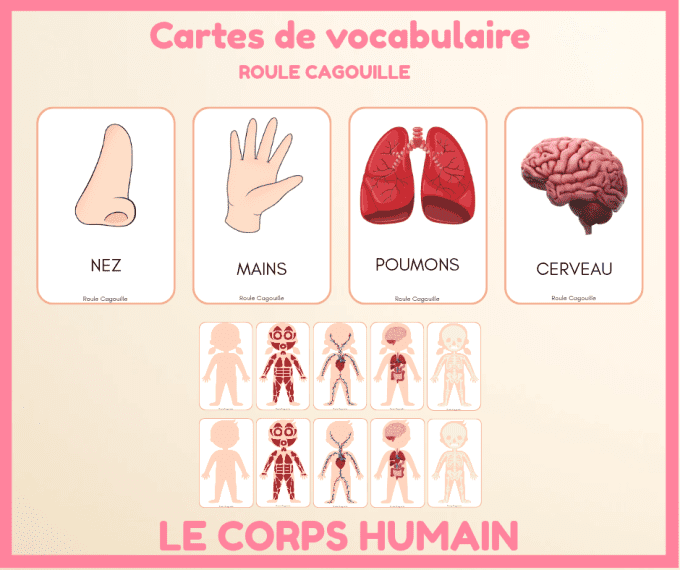 PDF - cartes de vocabulaire du corps humain